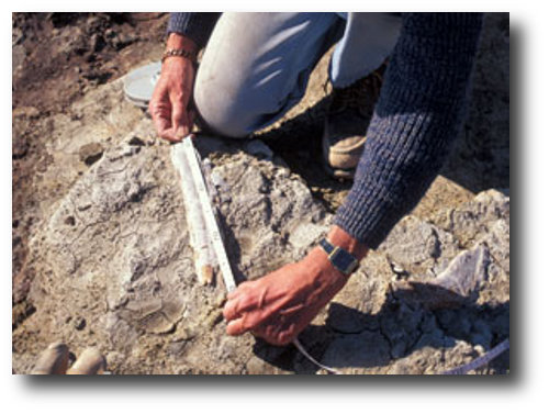 carbon dating bones
